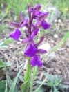 2011-04-12-021-Orchid