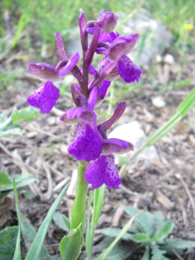 2011-04-12-021-Orchid