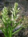 2011-04-12-023-Wood-Lillies