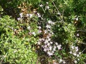 2011-04-12-025-Unknown