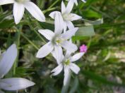 2011-04-12-035-Ornithogalums
