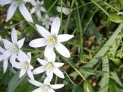 2011-04-12-036-Ornithogalums
