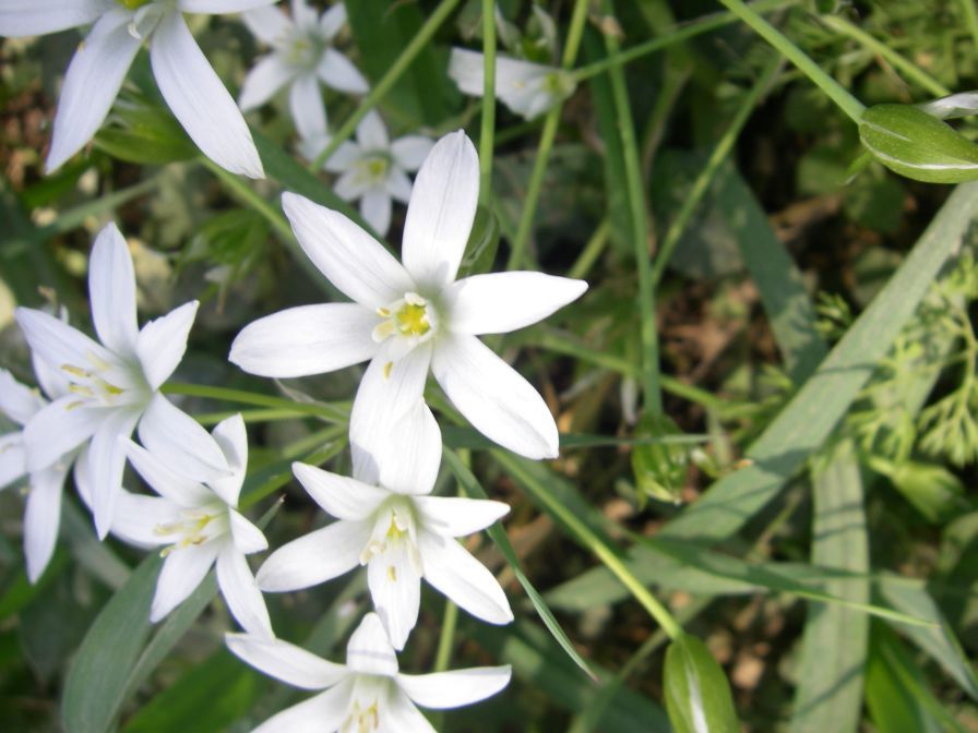 2011-04-12-036-Ornithogalums