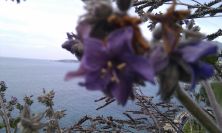 2011-04-24-033-New-Unknown-Plant