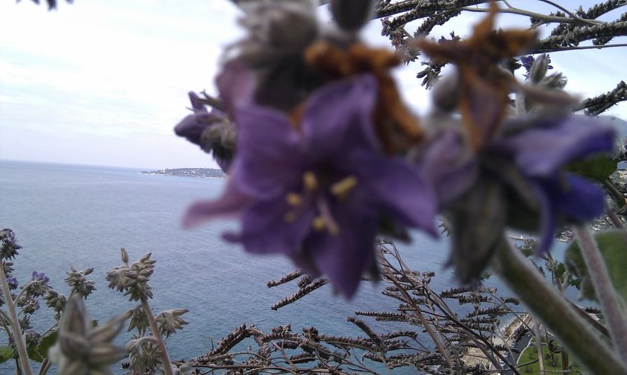 2011-04-24-033-New-Unknown-Plant