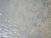2012-04-08-020-Huge-Shoal-of-Fish