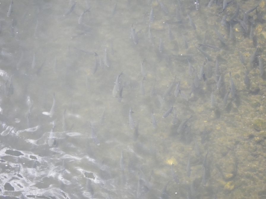 2012-04-08-020-Huge-Shoal-of-Fish
