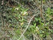 2012-04-10-025-Roadside-Flowers