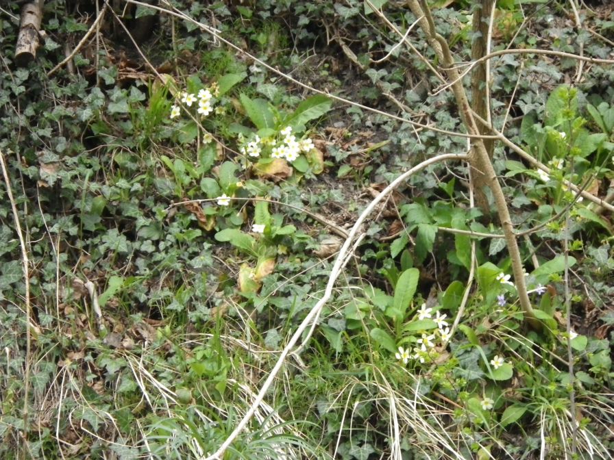 2012-04-10-025-Roadside-Flowers