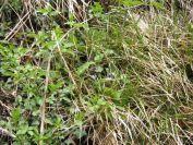 2012-04-10-026-Roadside-Flowers
