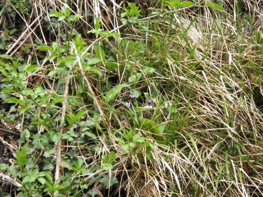2012-04-10-026-Roadside-Flowers