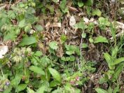 2012-04-10-027-Roadside-Flowers