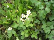 2012-04-10-028-Roadside-Flowers