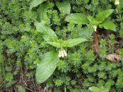 2012-04-10-029-Roadside-Flowers