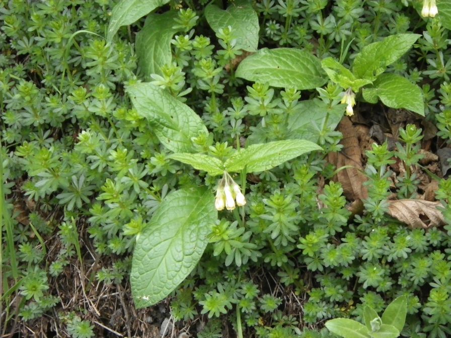 2012-04-10-029-Roadside-Flowers