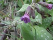 2012-04-10-030-Roadside-Flowers