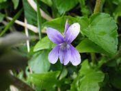 2012-04-10-031-Roadside-Flowers