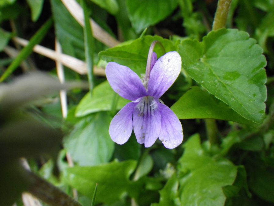 2012-04-10-031-Roadside-Flowers