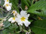 2012-04-10-032-Roadside-Flowers