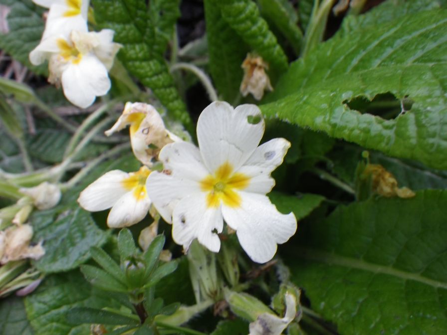 2012-04-10-032-Roadside-Flowers