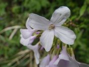 2012-04-10-033-Roadside-Flowers