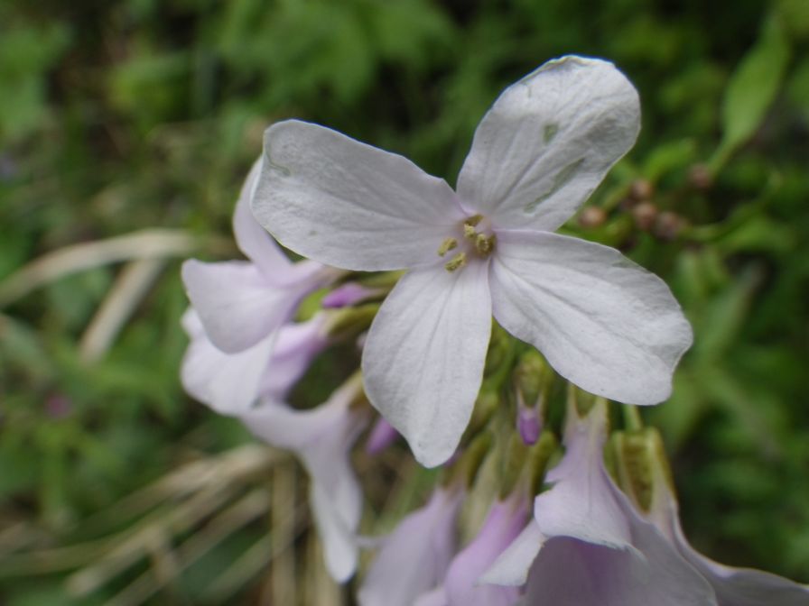 2012-04-10-033-Roadside-Flowers