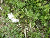 2012-04-10-034-Roadside-Flowers