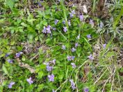 2012-04-10-035-Roadside-Flowers
