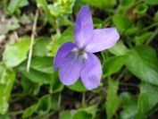 2012-04-10-036-Roadside-Flowers