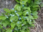 2012-04-10-037-Roadside-Flowers