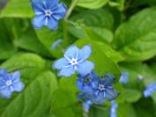 2012-04-10-038-Roadside-Flowers
