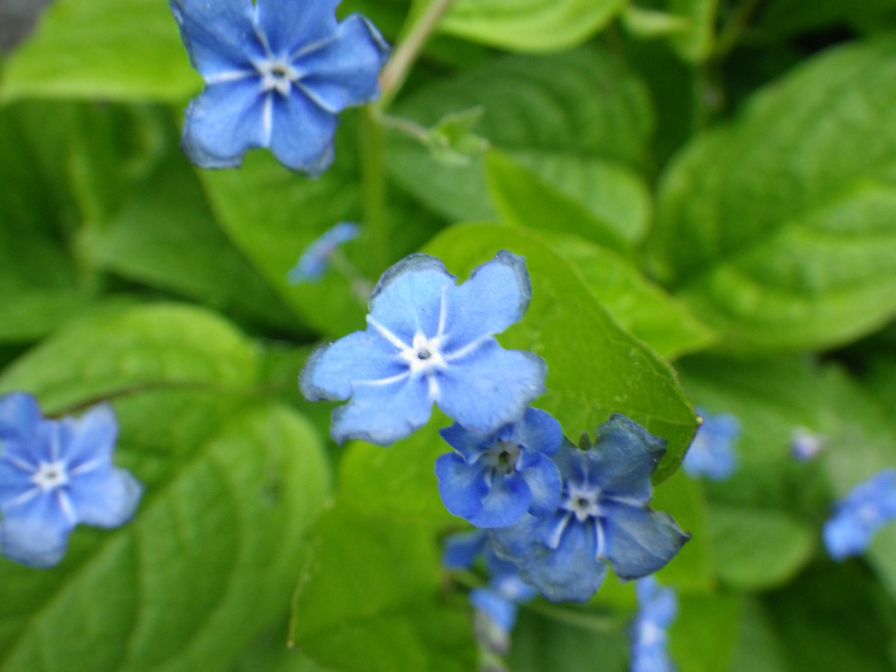 2012-04-10-038-Roadside-Flowers