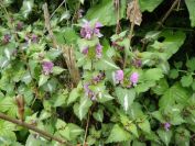2012-04-10-039-Roadside-Flowers