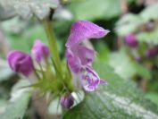 2012-04-10-040-Roadside-Flowers