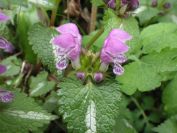 2012-04-10-041-Roadside-Flowers