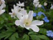 2012-04-10-042-Roadside-Flowers