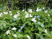 2012-04-10-043-Roadside-Flowers
