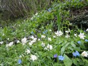 2012-04-10-044-Roadside-Flowers