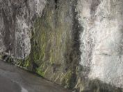 2012-04-03-009-Tunnel-1-of-4-Unexpected-Moss