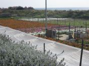 2012-04-03-015-Nice-Flowers