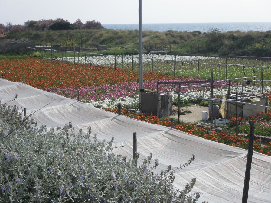 2012-04-03-015-Nice-Flowers