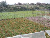2012-04-03-016-Nice-Flowers