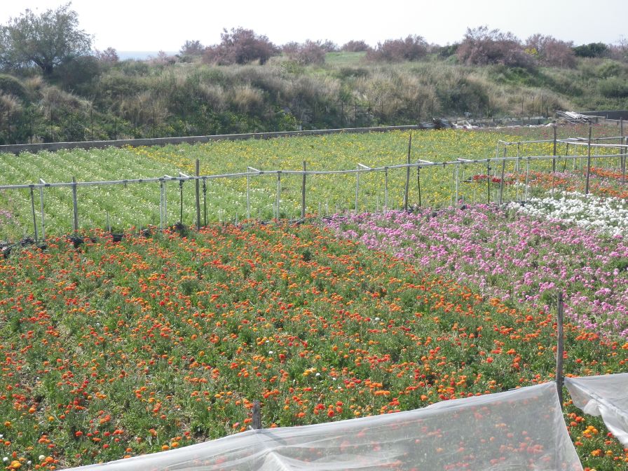 2012-04-03-016-Nice-Flowers