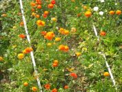 2012-04-03-017-Nice-Flowers