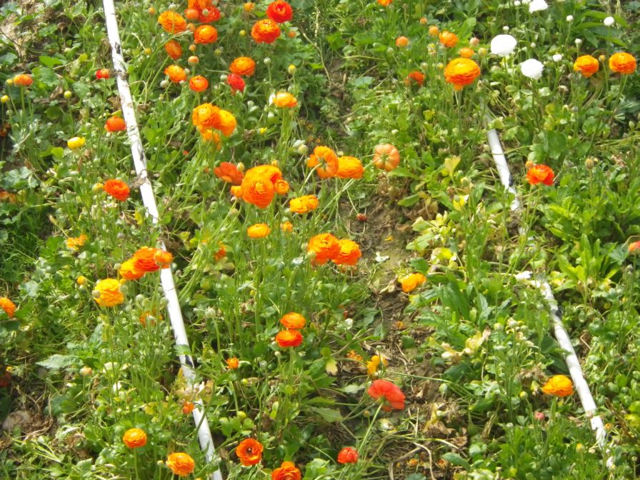 2012-04-03-017-Nice-Flowers