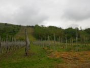 2012-04-14-006-North-Facing-Vinyard