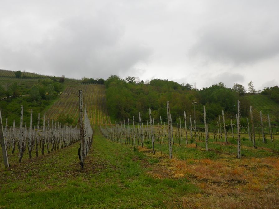 2012-04-14-006-North-Facing-Vinyard