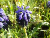 2012-04-12-006-Muscari