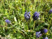 2012-04-12-007-Muscari
