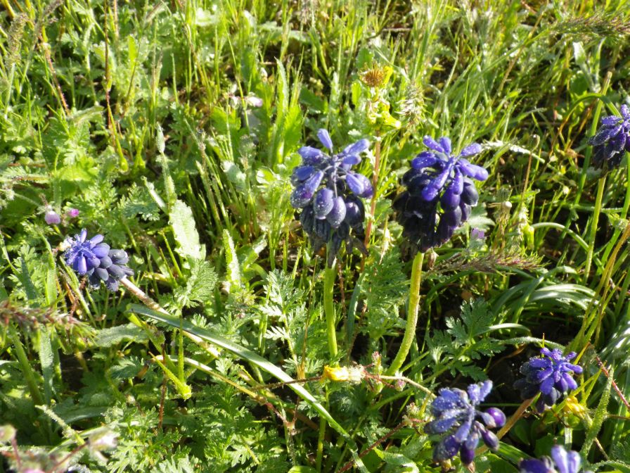 2012-04-12-007-Muscari